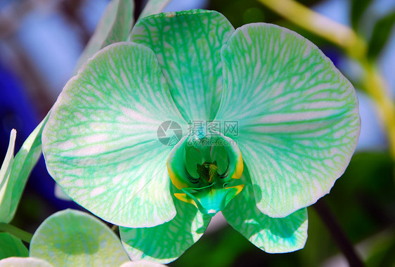 绿色白兰花花朵植物群花园园艺白色图片