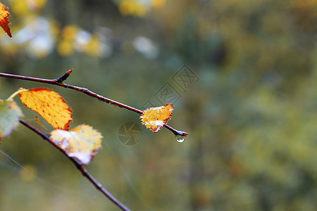 雨后树枝上的湿叶子黄色季节生活雨滴活力红色绿色生长树叶金子图片