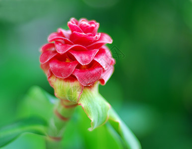 螺旋金姜 科斯多斯 共生黄红花植物群花园黄色红色花瓣图片