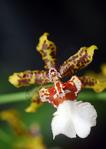 黄色棕褐兰花花棕色花园兰花植物群花瓣图片