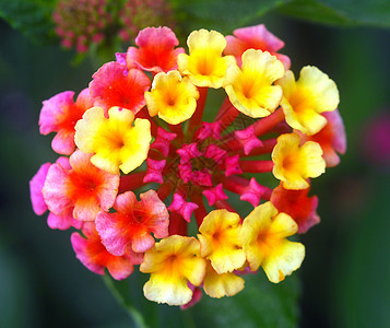 亚南红黄花花园伞形植物群香气花瓣黄色花序图片