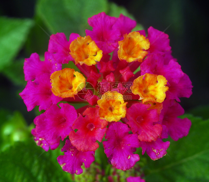 亚南红黄花伞形花瓣植物群香气花序黄色花园图片