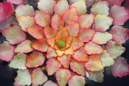Mosaic 植物 Ludwegia 地震园艺红豆背景图片