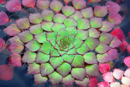 Mosaic 植物 Ludwegia 地震红豆园艺图片