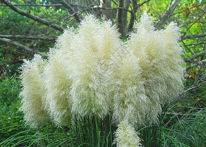 蒲苇草叶花园叶子黄色草原植物羽毛图片