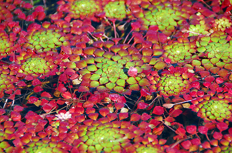 Mosaic 植物 Ludwegia 地震园艺红豆图片