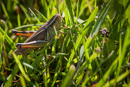 草地中的漏洞直翅目飞跃动物料斗宏观探者翅膀触角昆虫学图片