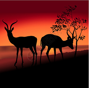 两只羚羊天空野生动物荒野哺乳动物落叶插图跳羚乔木动物剪影图片