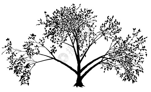 树剪影树干插图小枝植物学设计叶子元素植物枝条图片