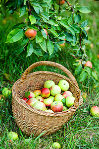 篮子里有苹果植物农业收获晴天国家背光生长农家生物花园图片