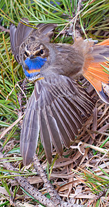 蓝喉海盗尾巴橙子野生动物男性背景蓝色枞树翅膀羽毛胸部图片