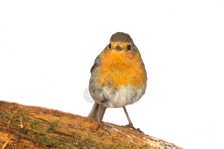Robin 利塔克斯 卢贝科拉动物红胸胸部风疹季节画眉橙子动物群歌手羽毛图片