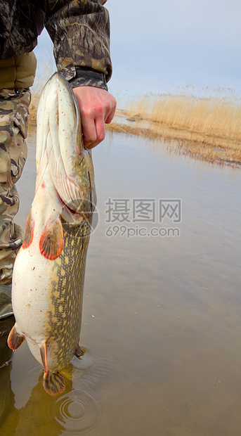 大型长虫运气野生动物动物群捕食者爱好冒险运动记录动物鲇鱼图片