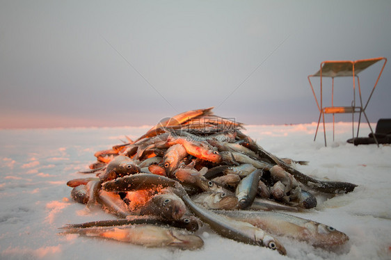 波罗的海渔获量淡水日落食物阳光眼睛团体钓鱼尾巴成功野生动物图片