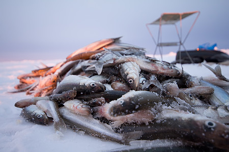 波罗的海渔获量海洋动物食物钓鱼海鲜尾巴野生动物团体盐水日落图片