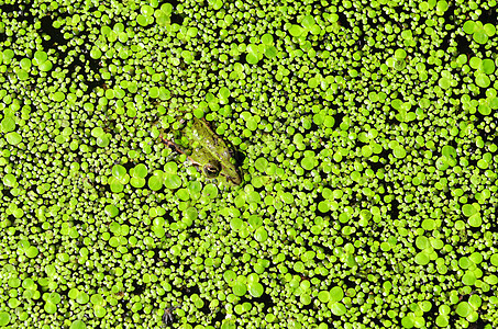 绿青蛙浮萍百合睡莲植物学动物野生动物林蛙两栖池塘荒野图片