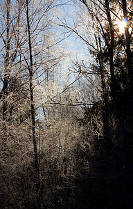 冬季日落荒野风景分支机构季节冻结桦木天气水晶木头薄雾图片