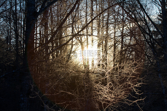 冬季日落晴天木头天气阳光天空仙境森林风景荒野桦木图片