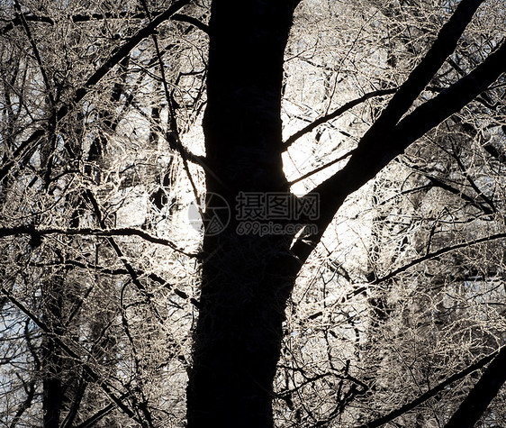 冬季日落仙境木头季节荒野场景冻结薄雾森林风景天气图片