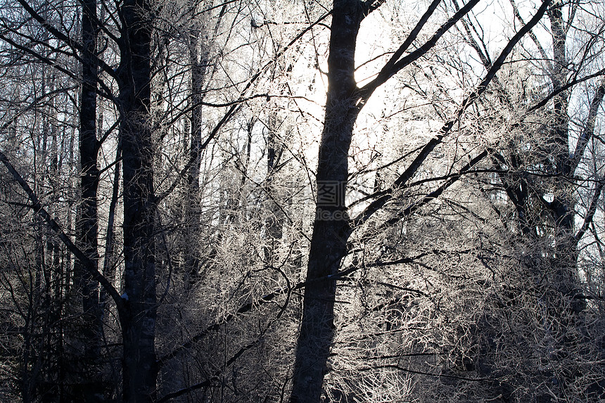 冬季日落桦木水晶木头阳光分支机构蓝色冻结天空荒野风景图片