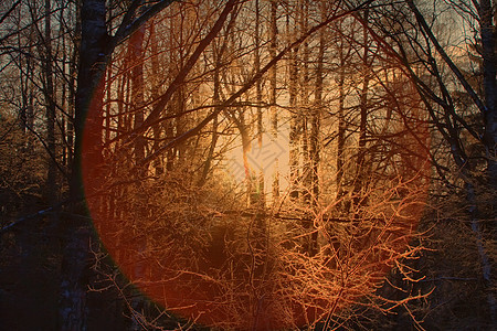 冬季日落森林桦木分支机构蓝色晴天水晶木头仙境阳光场景图片