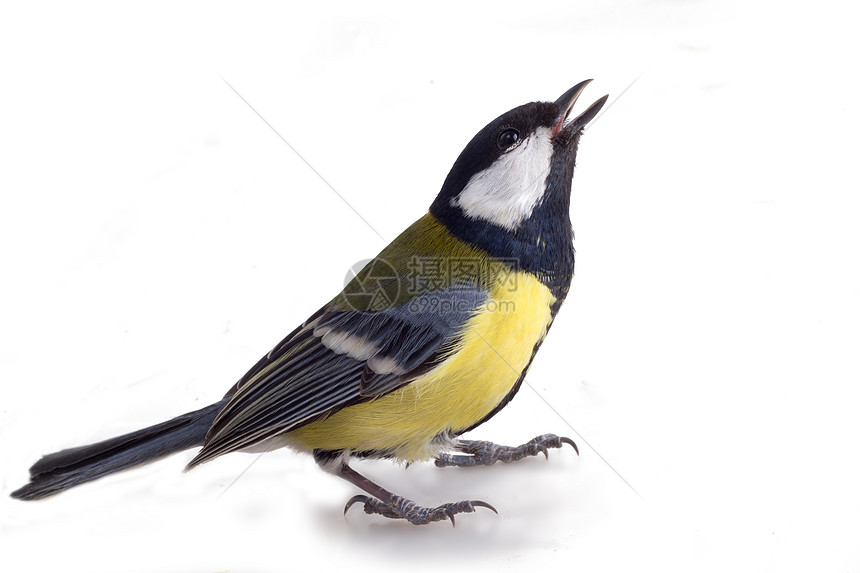 黄鸟2生活荒野黄色蓝色羽毛野生动物眼睛白色环境鸣禽图片