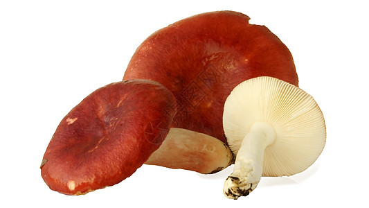 鲁苏拉蘑菇伞菌采摘食物黄色白色季节美食图片