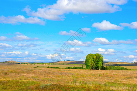 美丽的夏季风景场景土地乡村叶子牧场绿色丘陵季节全景阳光图片