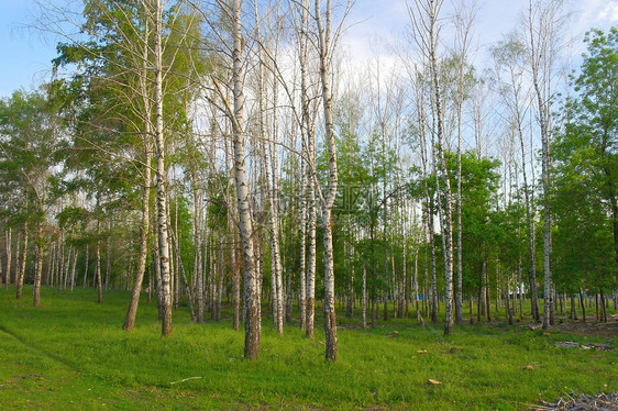 夏季风景树干季节野生动物环境生活林地阳光森林公园叶子图片