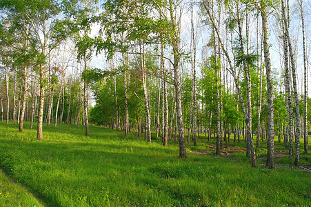 白树林的夏季风景树林公园生长阳光林地阴影植物桦木叶子树干图片