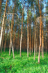 夏月森林植物水平松树树木绿色土地蓝色阴影季节树叶图片