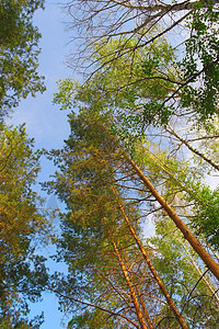 夏季性质松树树木环境树干叶子蓝色森林场景阳光荒野图片