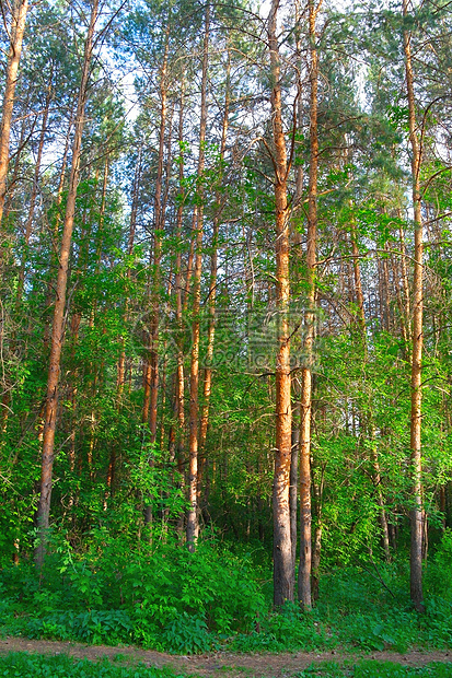 夏日森林里有松树场景树叶土地阴影花朵季节树木阳光蓝色树干图片