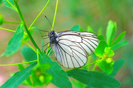 蝴蝶在绿树枝上 浅黄的DOF生活绿色叶子昆虫阳光白色花园植物野生动物花瓣图片