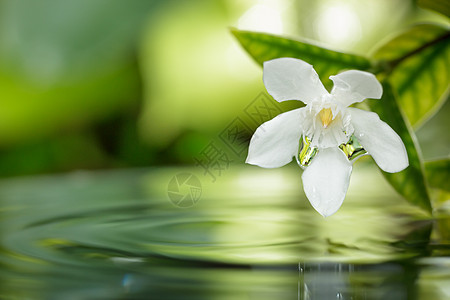 紧紧的白色花朵漂浮在水上 花园里有小滴子图片