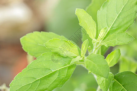 神圣的巴西 最起码的圣所蔬菜绿色树叶植物草本叶子香料味道草本植物食物图片