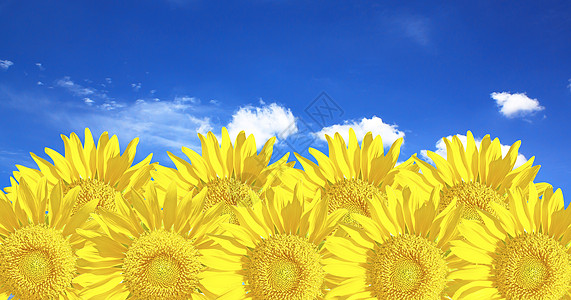 向日向黄色天空太阳云景园景种子快乐蓝色花头幸福图片