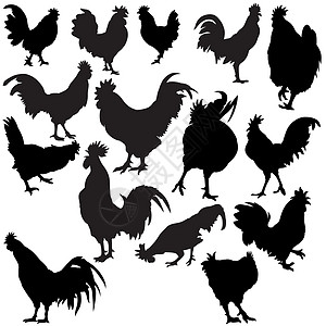 公鸡剪影农场家畜绘画插图雏鸟家禽鸡科动物乌鸦羽毛图片