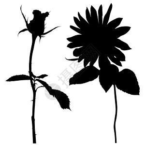 花朵剪影滚动设计插图花蕾卷曲元素植物学叶子螺旋背景图片
