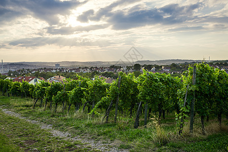 斯图加特德克兰的葡萄酒田天空农村收成水果场地山坡风景旅行藤蔓阳光图片