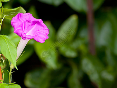 粉粉晨光花花瓣装饰枝条登山者树枝热带植物学生长花粉荣耀图片