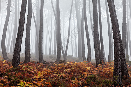 福吉森林季节情绪荒野农村薄雾环境叶子下雨树干树木图片