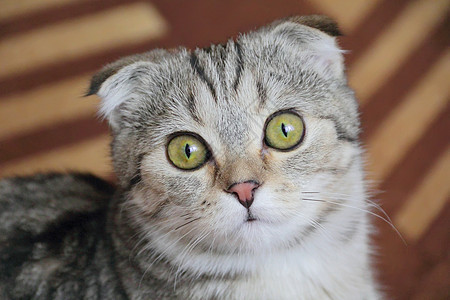 黄眼猫的肖像鬓角胡须动物条纹哺乳动物宠物胡子图片