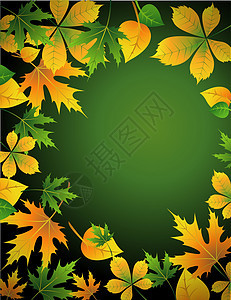 叶子射线横梁农庄环境山毛榉花园季节新生活树叶植物学图片