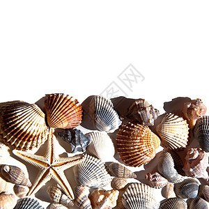 海壳和恒星海洋甲壳风格边界框架海星宏观海岸线贝壳漩涡图片