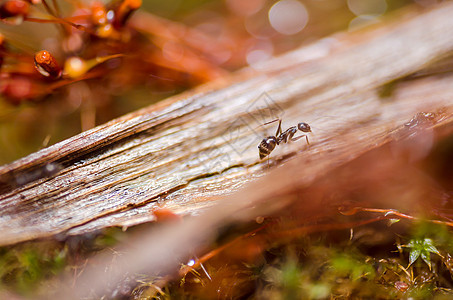 蚂蚁花园黑色昆虫宏观漏洞工人图片