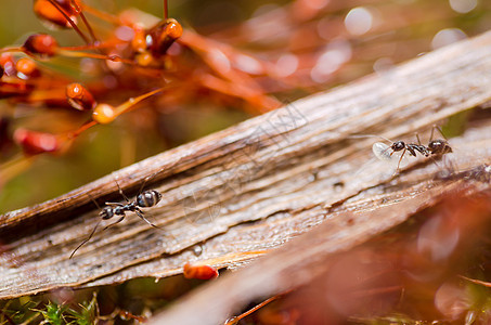 蚂蚁花园黑色宏观漏洞昆虫工人图片