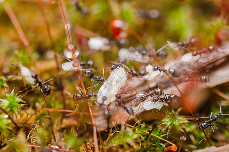 蚂蚁昆虫宏观漏洞花园黑色工人图片