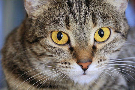 黄眼猫的肖像鬓角黄色宠物胡须胡子动物眼睛哺乳动物条纹图片