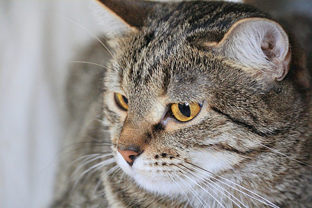 黄眼猫的肖像哺乳动物动物胡须黄色胡子眼睛宠物条纹鬓角图片